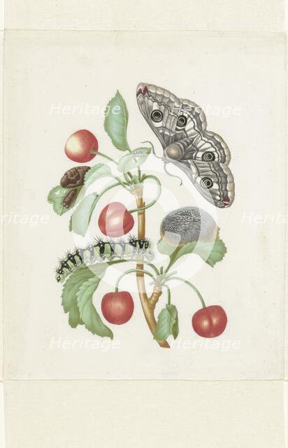 Metamorphosis of a Small Emperor Moth, after 1679. Creator: Workshop of Maria Sibylla Merian.
