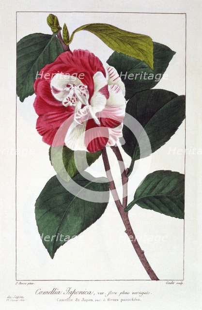 Camellia Japonica,  pub. 1836. Creator: Panacre Bessa (1772-1846).