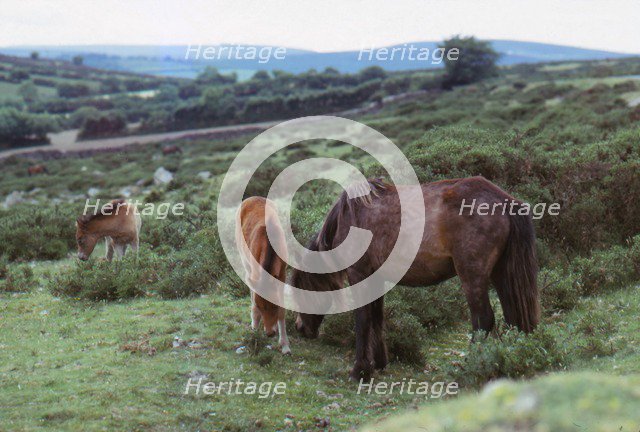Dartmoor Ponies on Dartmoor, Devon,  20th century. Artist: CM Dixon.