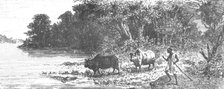 'Crocodile attempting to seize an Ox; Journey from the Senegal to the Niger', 1875. Creator: Unknown.