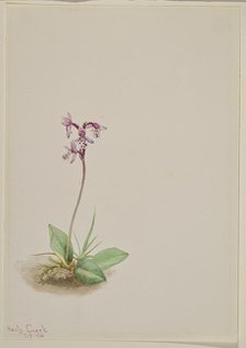 Orchis (Orchis rotundifolia), 1916. Creator: Mary Vaux Walcott.
