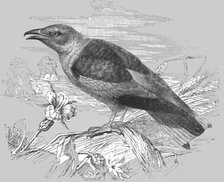 'The Roller (Coracias garrula); A Bird nesting Expedition in a North African Swamp', 1875. Creator: Unknown.