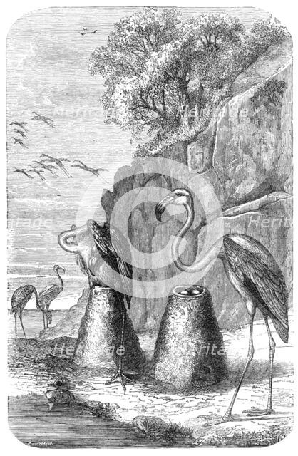 Flamingoes' Nests, from "The Universe", 1870. Creator: Unknown.