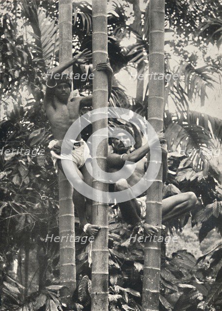 'Wie Ceylonesen auf die Kokospalmen klettern', 1926. Artist: Unknown.