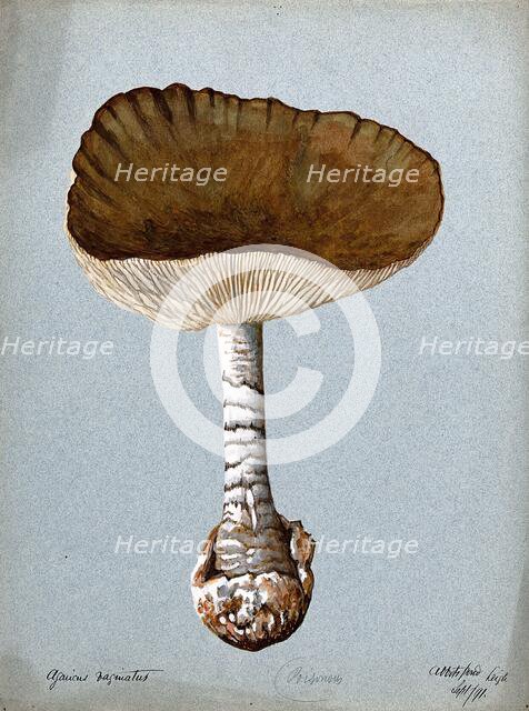 A fungus (Amanita vaginata): one fruiting body, 1891. Creator: Unknown.