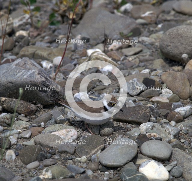 Little Ringed Plover.