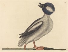 The Buffel's Head Duck (Anas bucephala), published 1731-1743. Creator: Mark Catesby.