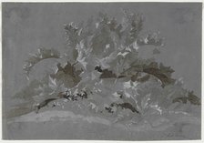 Study of Weeds, 1800-1850. Creator: Jean Antoine Linck (Swiss, 1766-1843).