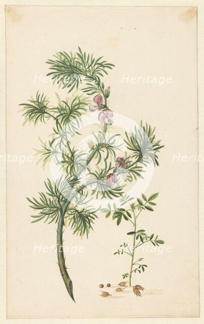 Broom (Genista), 1685. Creator: Herman Henstenburgh.