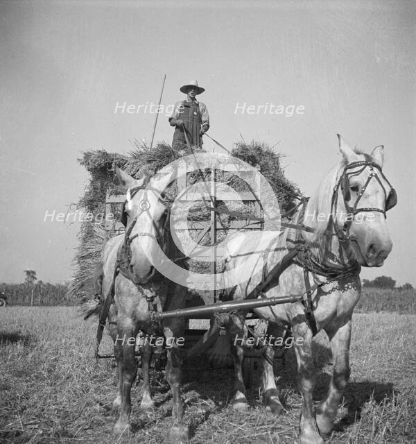 Harvesting oats, Clayton, Indiana, south of Indianapolis, 1936. Creator: Dorothea Lange.