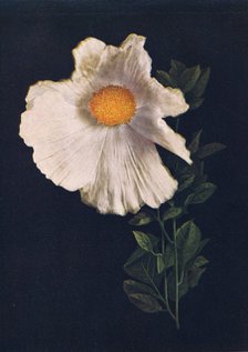 'Matilija Poppy',  c1915, (1915). Artist: Emma Graham Clock.