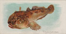 Toadfish, from the Fish from American Waters series (N8) for Allen & Ginter Cigarettes Bra..., 1889. Creator: Allen & Ginter.