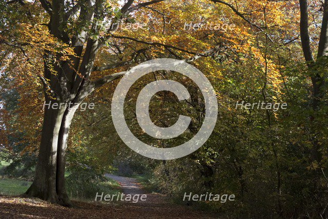 UK, London, Hampstead Heath, 2009. Creator: Ethel Davies.