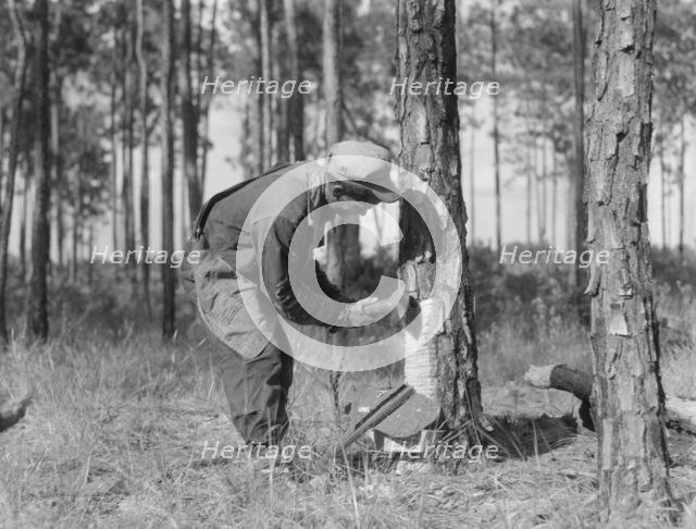 Turpentine worker, Georgia, 1937. Creator: Dorothea Lange.