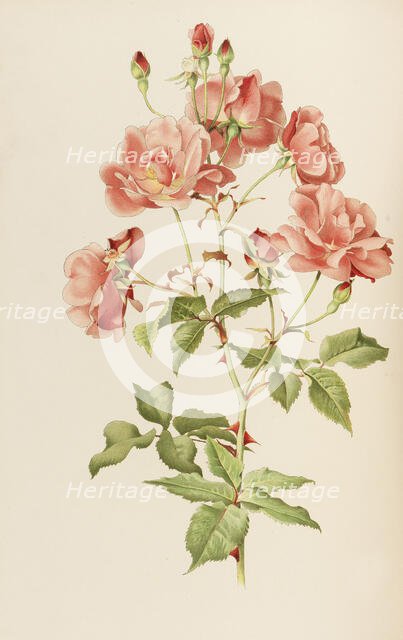 Illustration from The genus rosa by Ellen Willmott, 1914. Creator: Parsons, Alfred William (1847-1920).