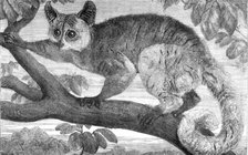 The Galago, brought by Dr. Livingstone from South Africa for the Zoological Society's..., 1864. Creator: Pearson.