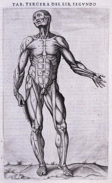 Male écorché, 1556.  Creator: Nicolas Beatrizet.