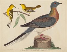 Passenger Pigeon, Blue-mountain Warbler, and Hemlock Warbler, published 1808-1814. Creator: John G. Warnicke.