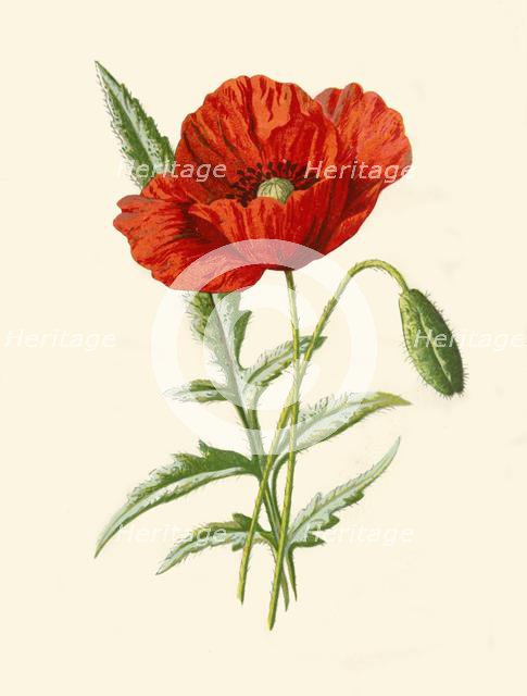 'Scarlet Poppy', 1877. Creator: Frederick Edward Hulme.