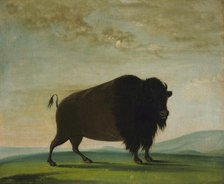 Buffalo Cow, Grazing on the Prairie, 1832-1833. Creator: George Catlin.
