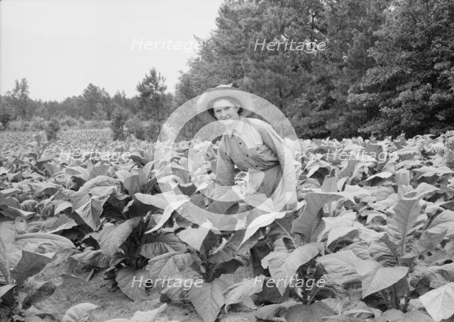 Owner's daughter topping tobacco, Granville County, North Carolina, 1939. Creator: Dorothea Lange.
