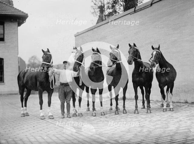 Horse Shows - Mclean Horses, 1912. Creator: Harris & Ewing.