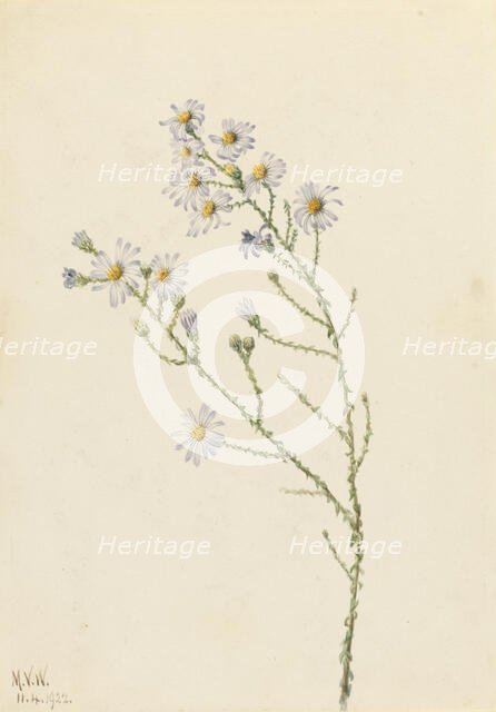 Pineland Aster (Aster squarrosus), 1922. Creator: Mary Vaux Walcott.