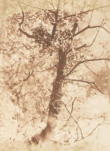 Tree at Colinton, 1843-47. Creators: David Octavius Hill, Robert Adamson, Hill & Adamson.