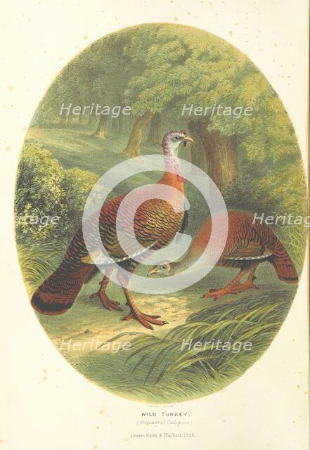 Wild Turkey, (Meleagris Gallopavo), 1866.  Creator: M & N Hanhart.