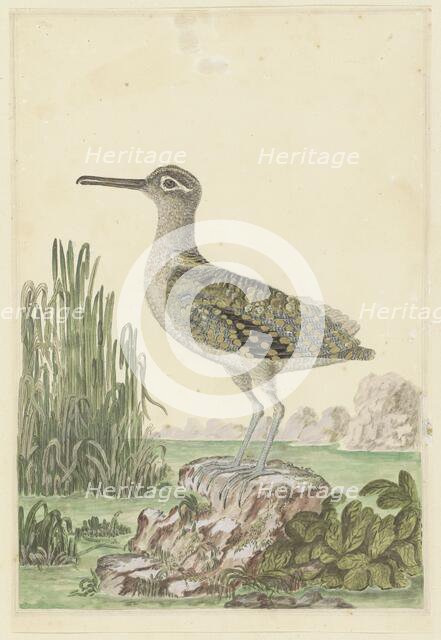 Rostratula benghalensis (Greater painted-snipe), 1777-1786. Creator: Robert Jacob Gordon.