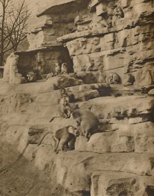 'Baboons in their Natural Surroundings on the Monkey Hill', c1935. Creator: Unknown.