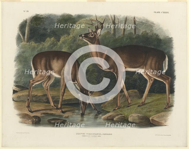 Cervus Virginianus, 1848. Creator: John Woodhouse Audubon.