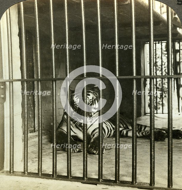 Captured man-eating tiger blamed for 200 deaths, Calcutta, India, c1903.Artist: Underwood & Underwood