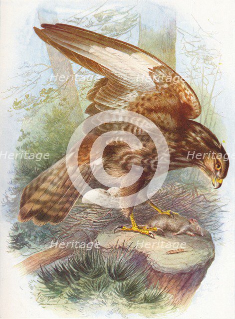 'Common Buzzard - Bu'teo vulga'ris', c1910, (1910). Artist: George James Rankin.