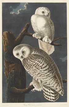Snowy Owl, 1831. Creator: Robert Havell.