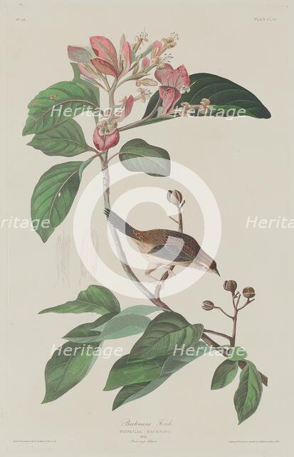 Bachmans Finch, 1833. Creator: Robert Havell.