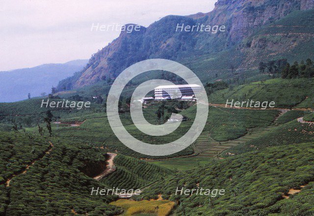Tea Plantation and Factory, North of Nuwara Eliya, Central Sri Lanka, 20th century. Artist: CM Dixon.