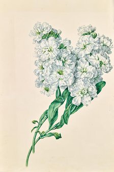 White flowers, undated. Creator: Leopold von Stoll.