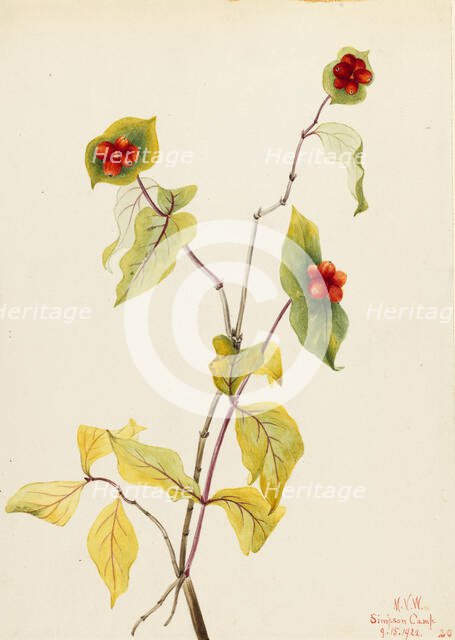 Douglas Honeysuckle (Lonicera glaucescens), 1922. Creator: Mary Vaux Walcott.