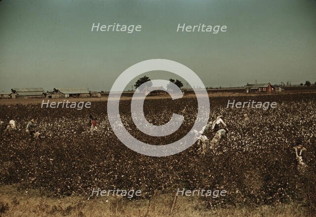 Day laborers picking cotton near Clarksdale, Miss., 1939. Creator: Marion Post Wolcott.