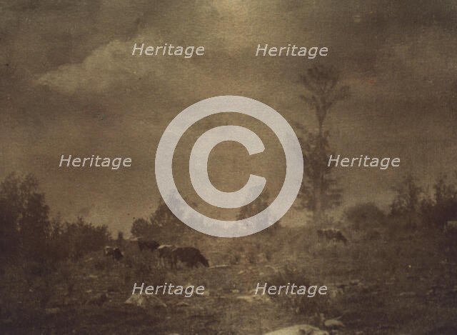 Landscape of cows grazing in a rocky field, c1900. Creator: Unknown.