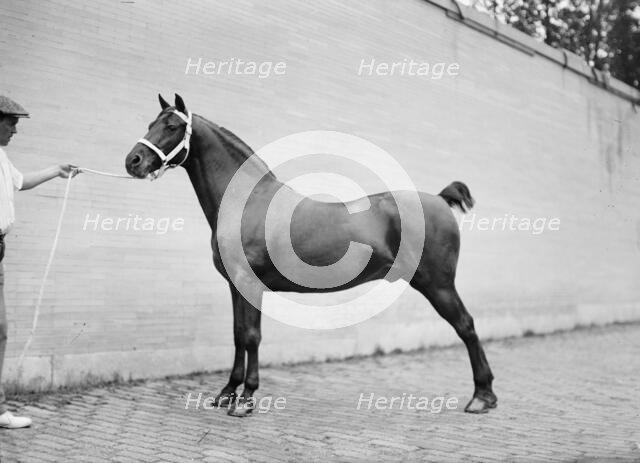 Horse Shows - Mclean Horses, 1912. Creator: Harris & Ewing.