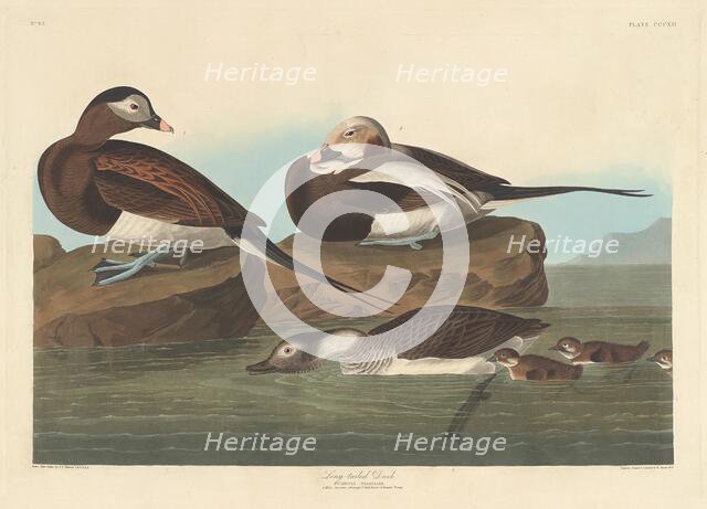 Long-tailed Duck, 1836. Creator: Robert Havell.