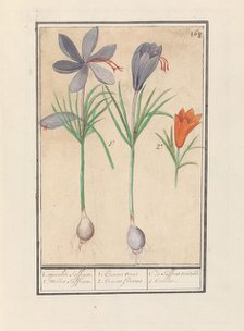 Saffron crocus (Crocus sativus), 1596-1610. Creators: Anselmus de Boodt, Elias Verhulst.