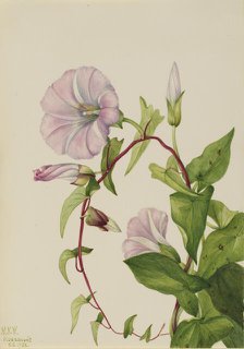 Hedge Bindweed (Calystegia (Convolvulus) sepium), 1932. Creator: Mary Vaux Walcott.