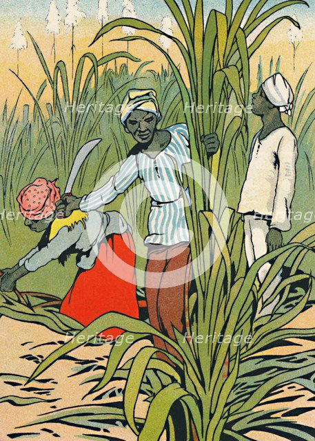 'At Work Among The Sugar-Canes', 1912. Artist: Charles Robinson.