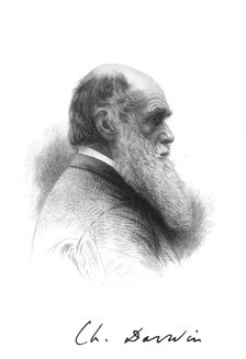 Charles Darwin, English naturalist, c1880. Artist: Unknown