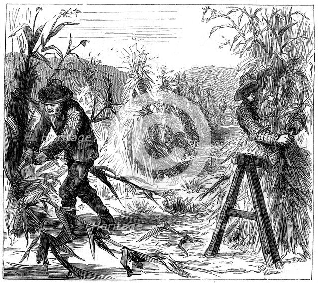 Reaping and socking-up corn to dry, Lake Drie, Canada, 1880. Artist: Unknown