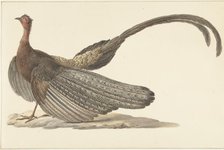 Argus Pheasant, c.1780-c.1842. Creator: Pieter Bartholomeusz. Barbiers.