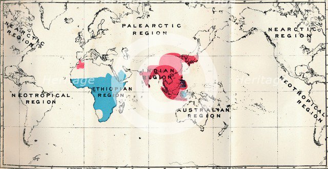 'Anthropoidea - VI. Map distribution of various species (Blue)  and Macacus (Red)', 1897. Artist: Unknown.